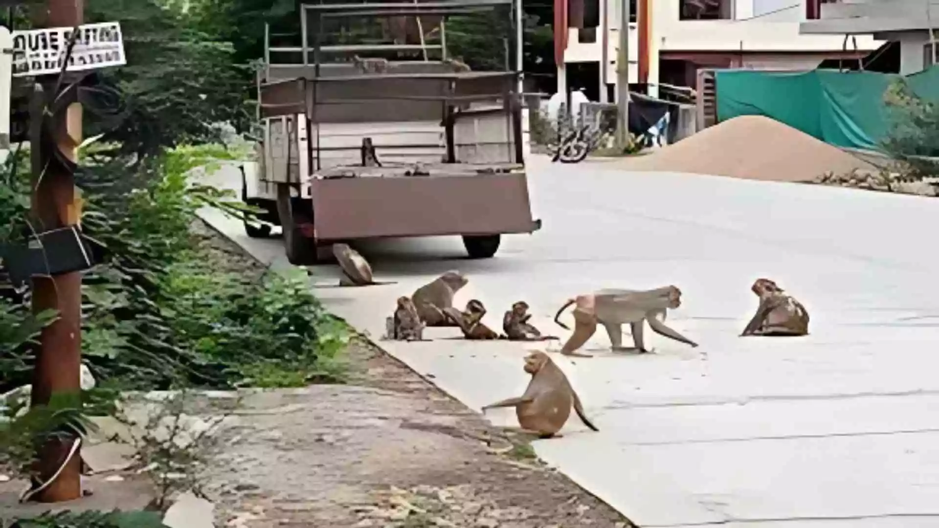 Viral: Telangana Residents Mistake Earthquake Tremors for Monkey Mischief