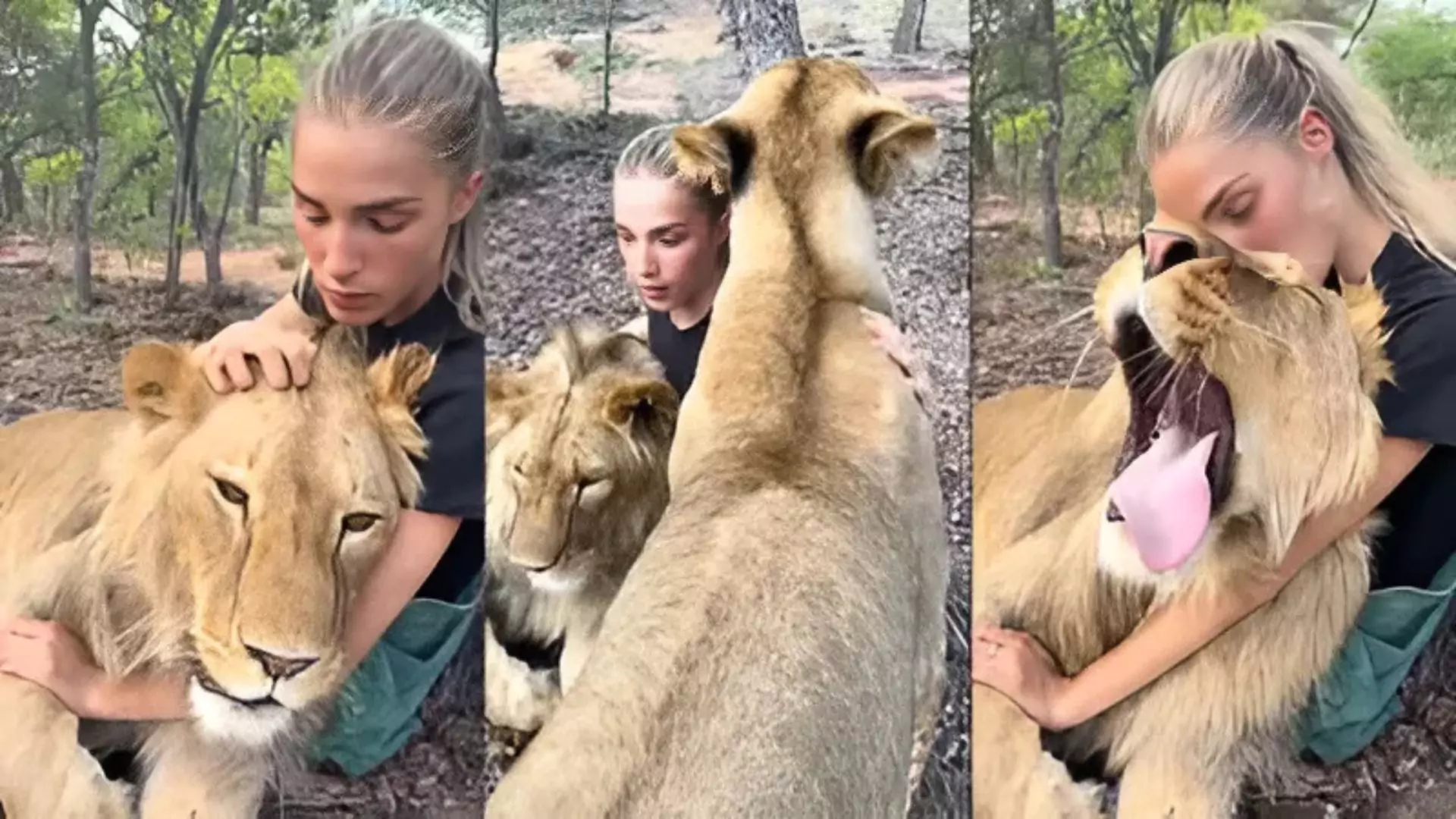 Watch: Woman Hugs And Kisses Lion; Video Goes Viral