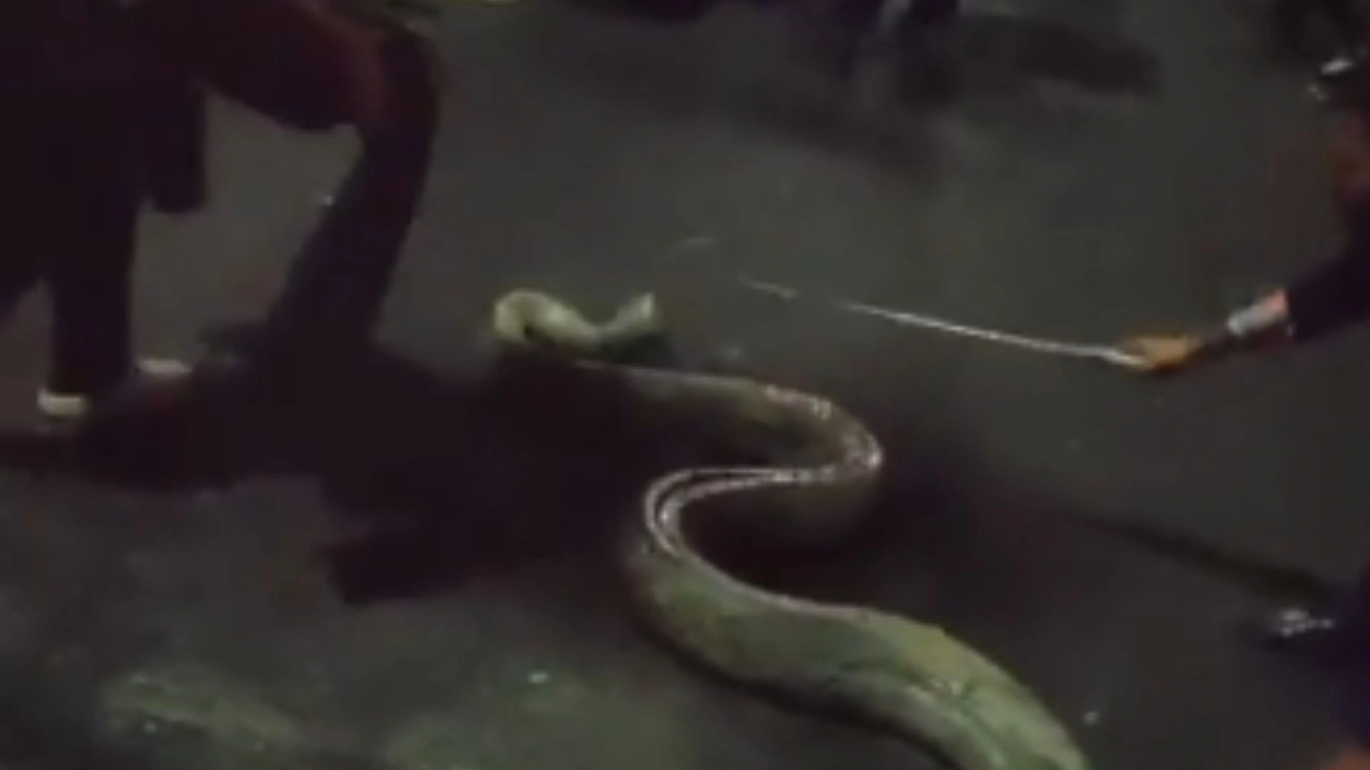 Watch: 100-Kg Python Found Near Girls Hostel At Assam University