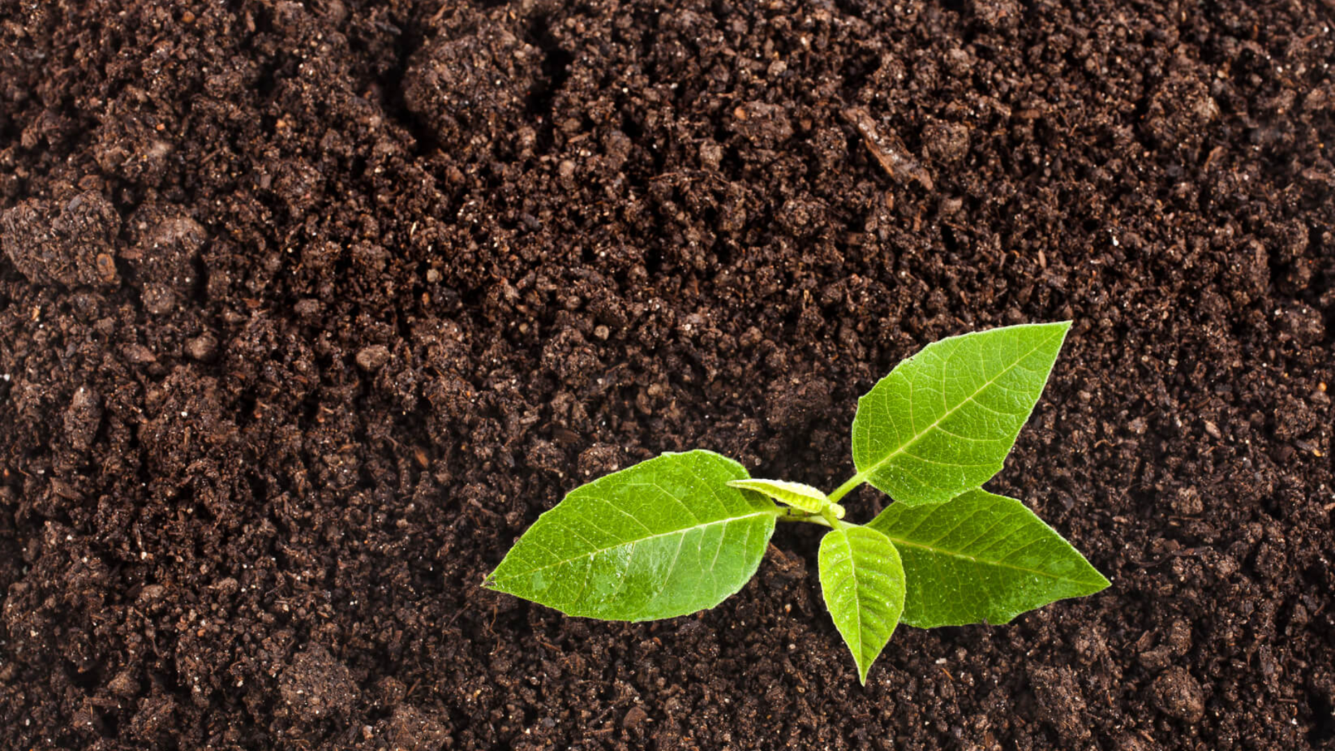 World Soil Day: A Celebration of Earth’s Foundation