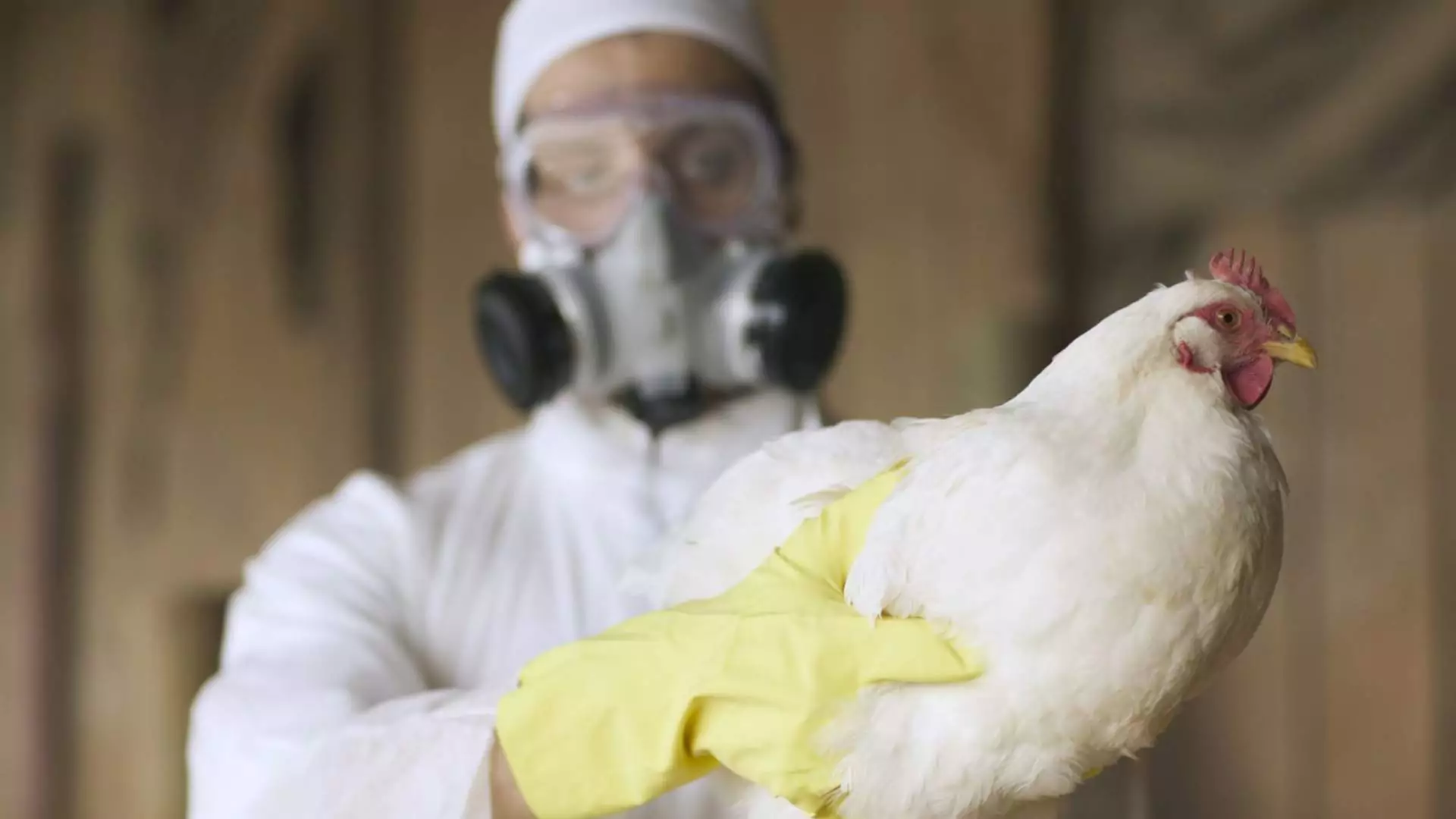 Bird Flu: Symptoms And How Threatening Is It As US Reports The First Case?