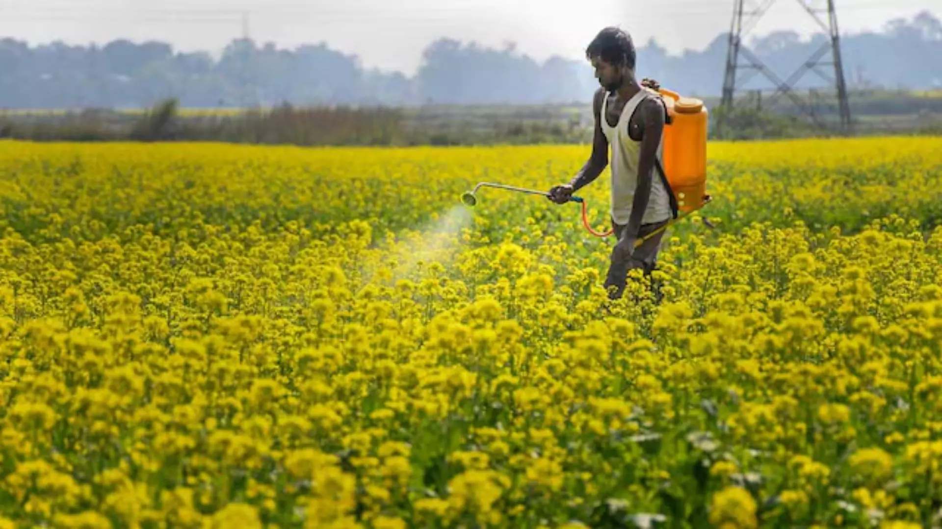 National Farmers’ Day 2024: History Of Kisan Diwas, Significance And More