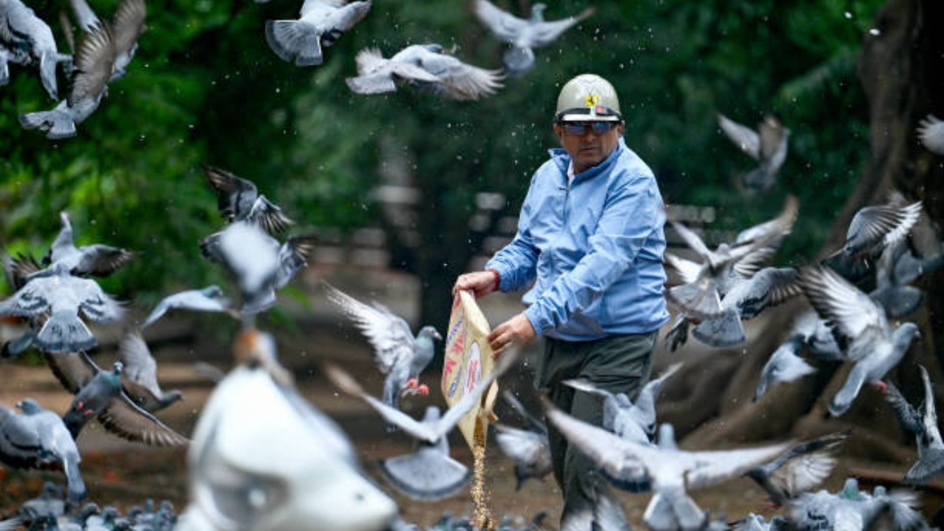 Pigeon Population In India Surges By 150%: A Health Crisis Looms