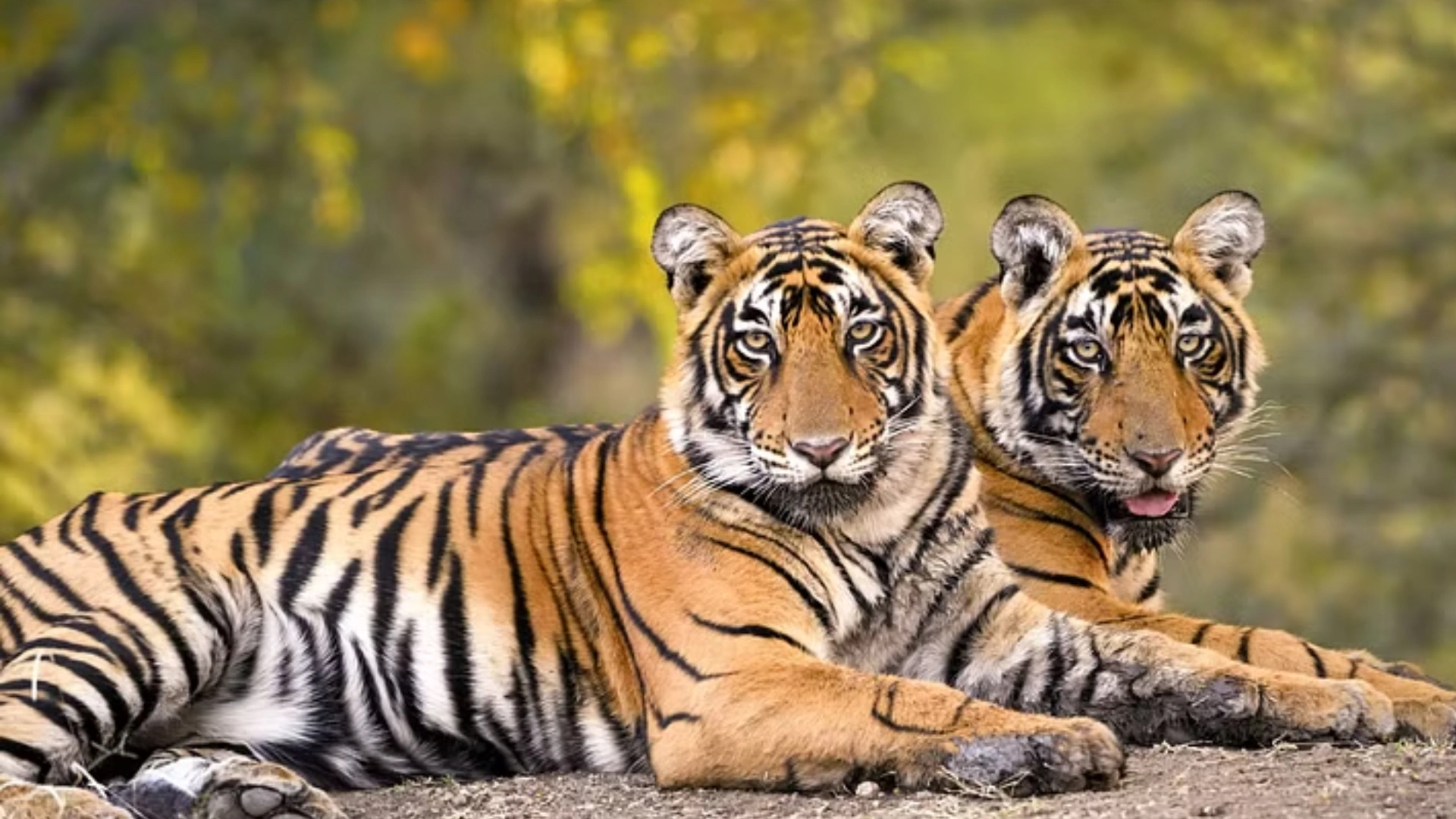 Tiger Deaths In India Fell By 37%: Bharat Progress Report 2024