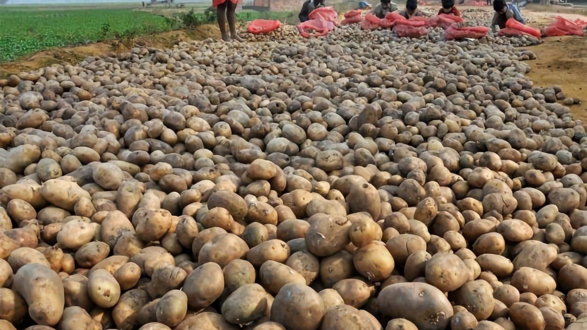 Potato Movement Banned In West Bengal, Cold Storage Faces Crisis