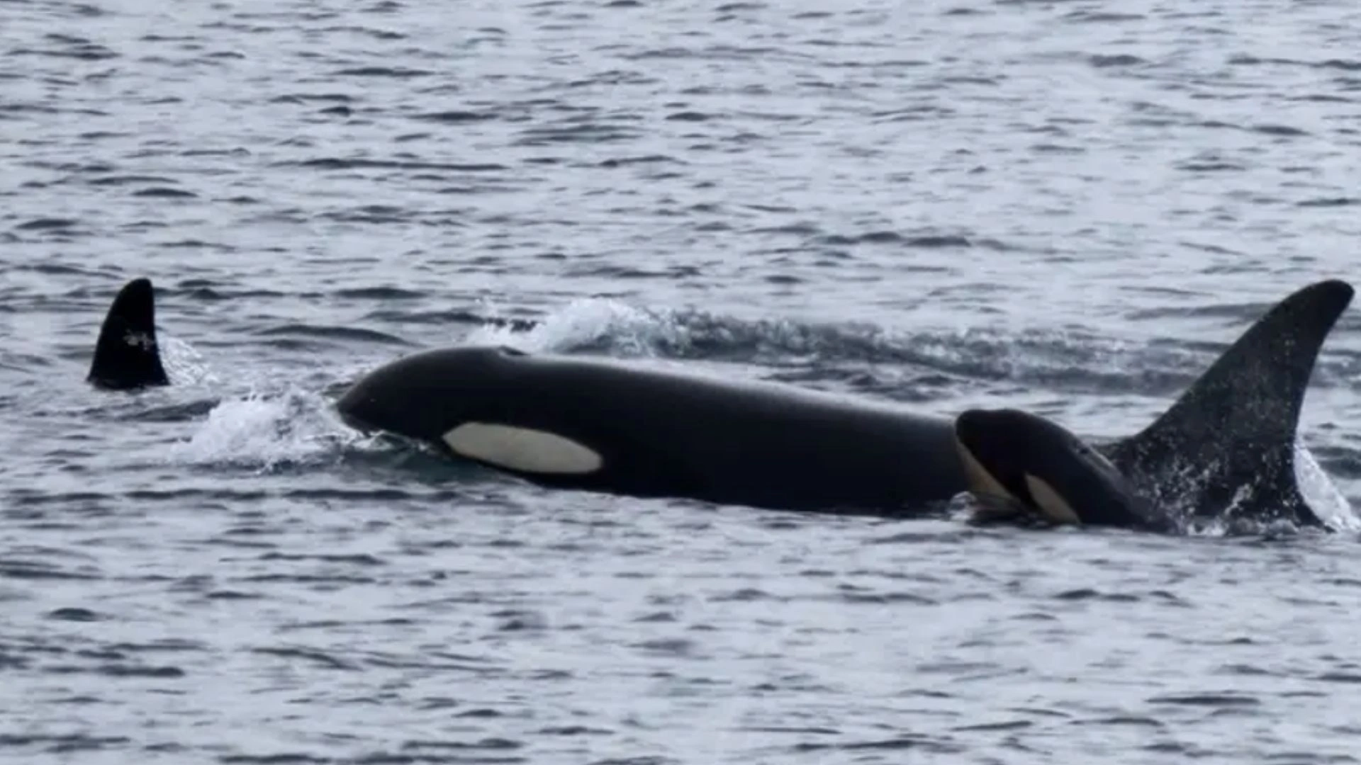 An Orca That Carried Her Calf’s Body For 17 days Earlier Is Now Seen Grieving Over Her New Baby’s Death