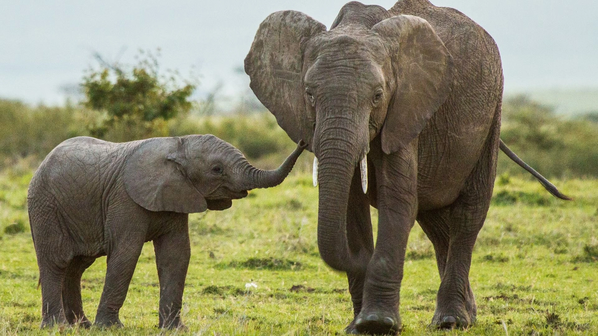 Do Animals Grieve? Exploring How Some Species Mourn Their Dead