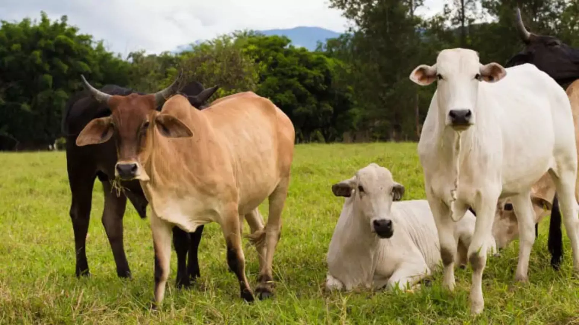 Farm Worker Found Dead In Brazil After Allegedly Attempting to Rape Cow