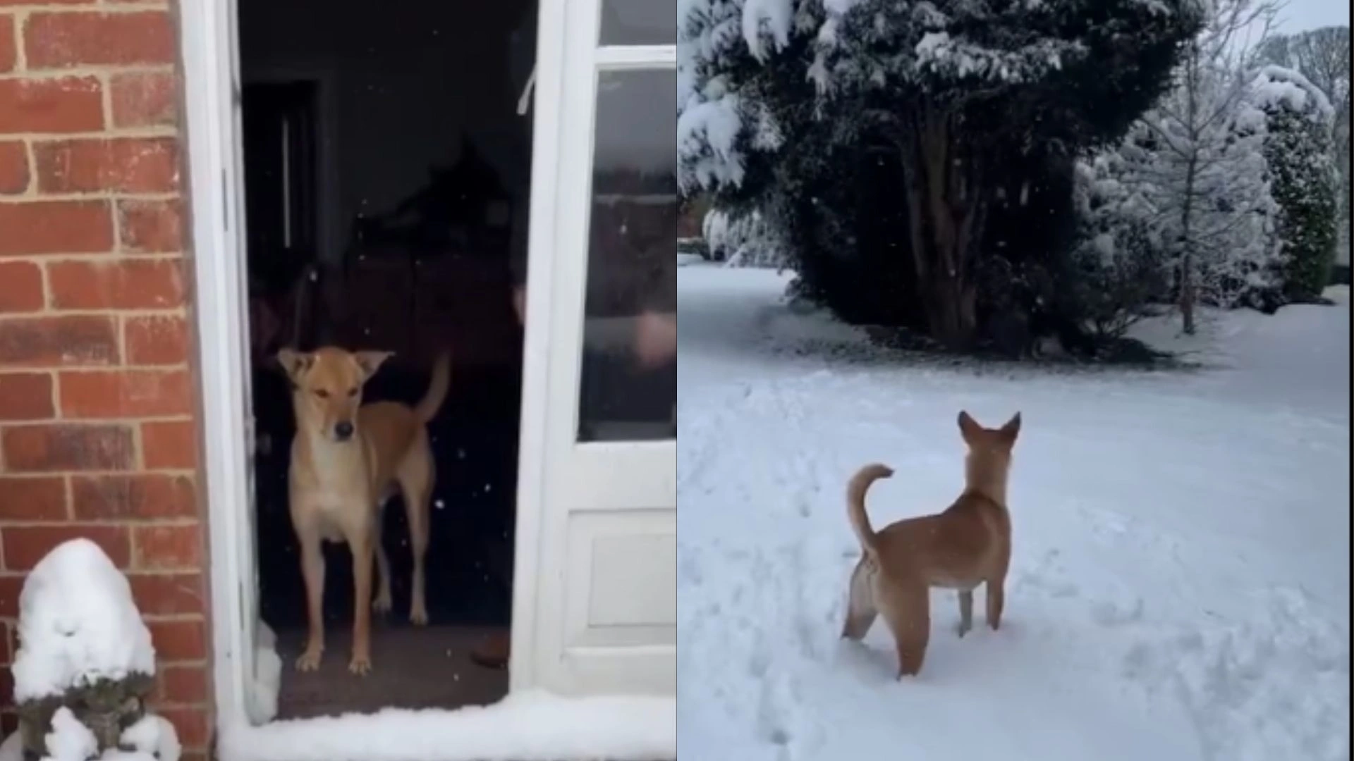 Heartwarming Moment, Dog Rescued From Thai Jungle Walks On The Snow In England For The First Time