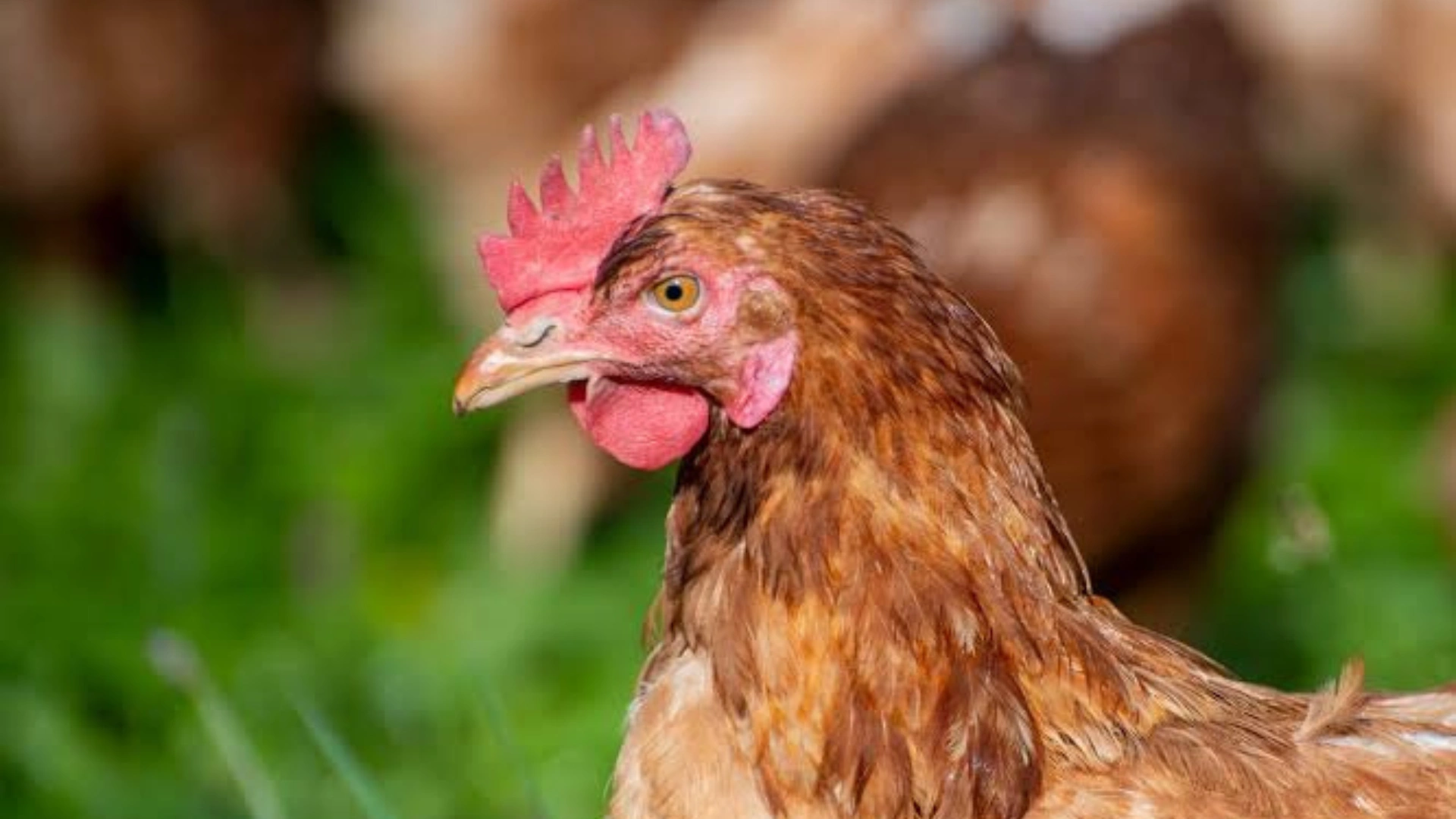 Is Eating Chicken Safe? Cambodian Man Dies from H5N1 Bird Flu After Eating Sick Chicken