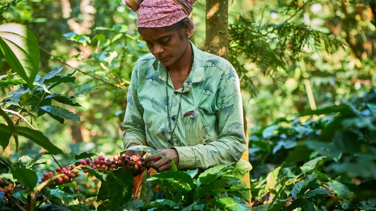 India’s Coffee Exports Reach Record High, Surpass $1 Billion Mark For First Time