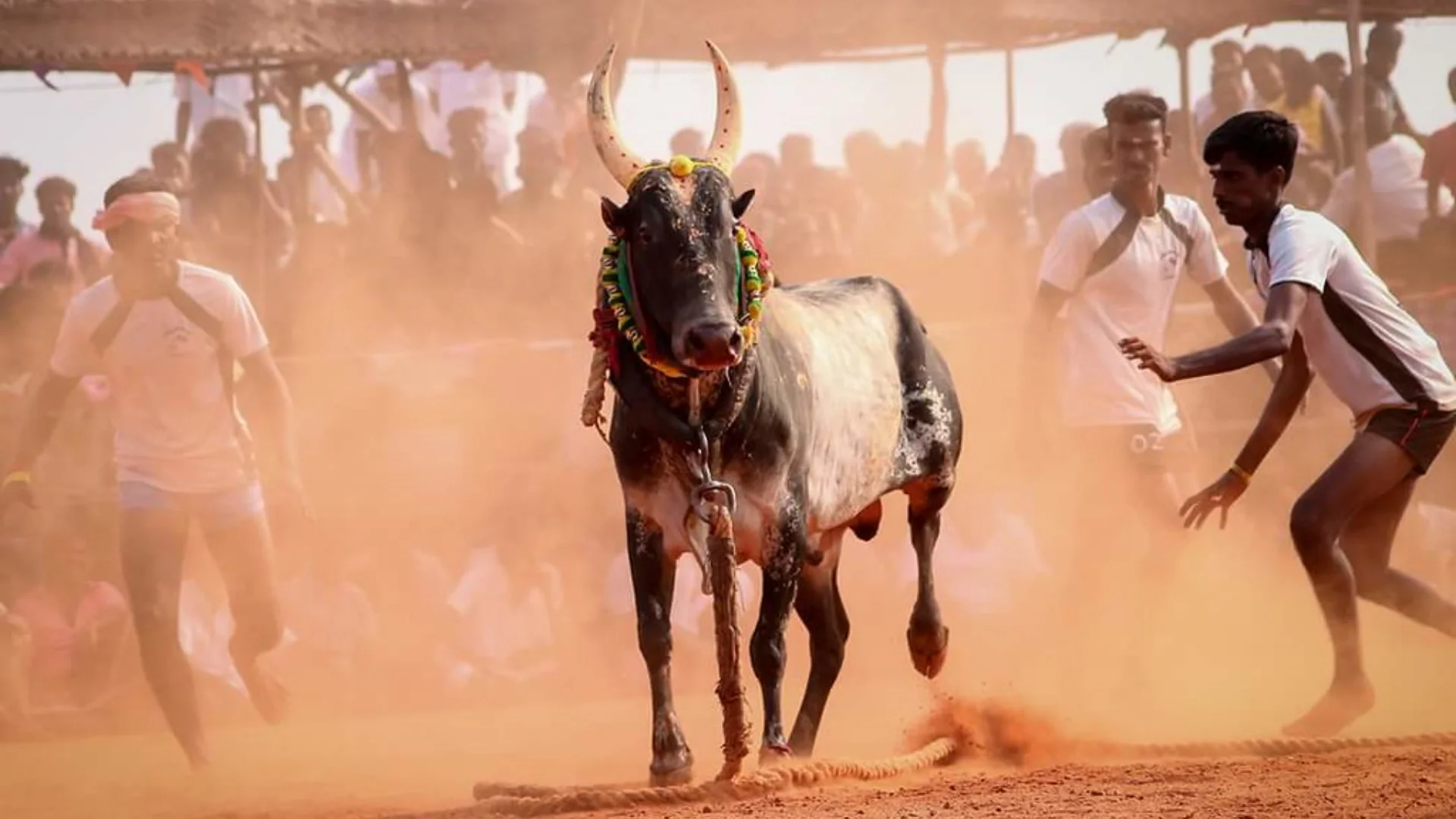 Jallikattu: The Ancient Bull-Taming Sport That Defines Tamil Nadu’s Pride During Pongal Festival