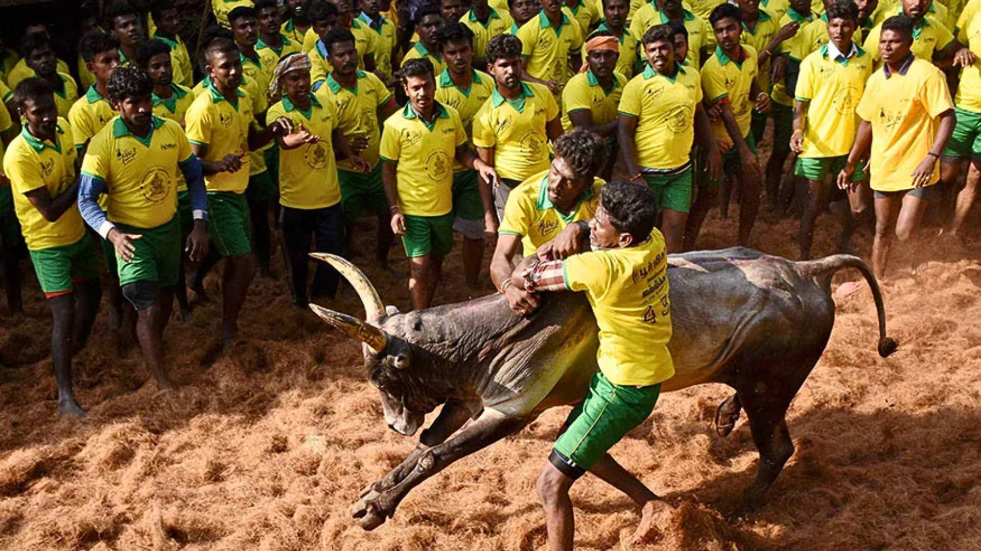 Pongal 2025: Online Registration For Madurai’s Iconic Jallikattu Events Starts Tomorrow- Check It Out Here!