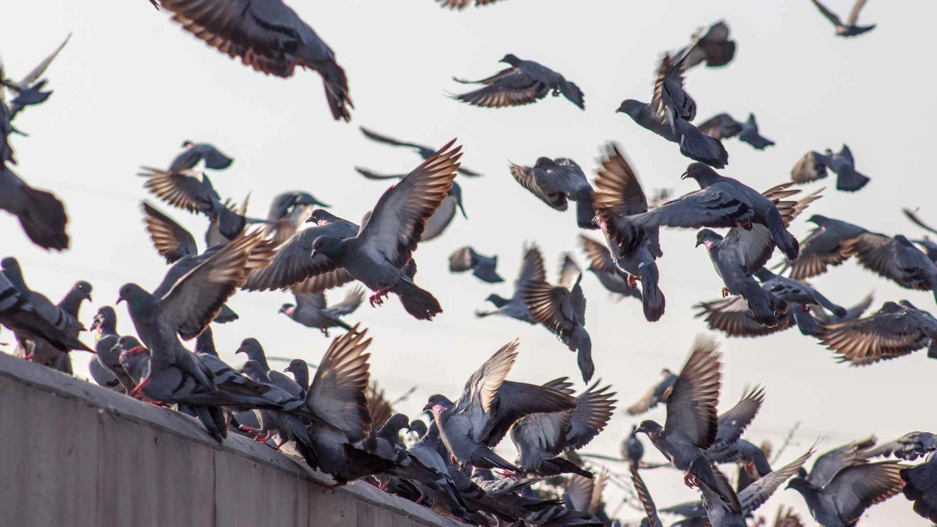 Man Accused Of Brutally Killing 28 Pet Pigeons In Gwalior, Madhya Pradesh