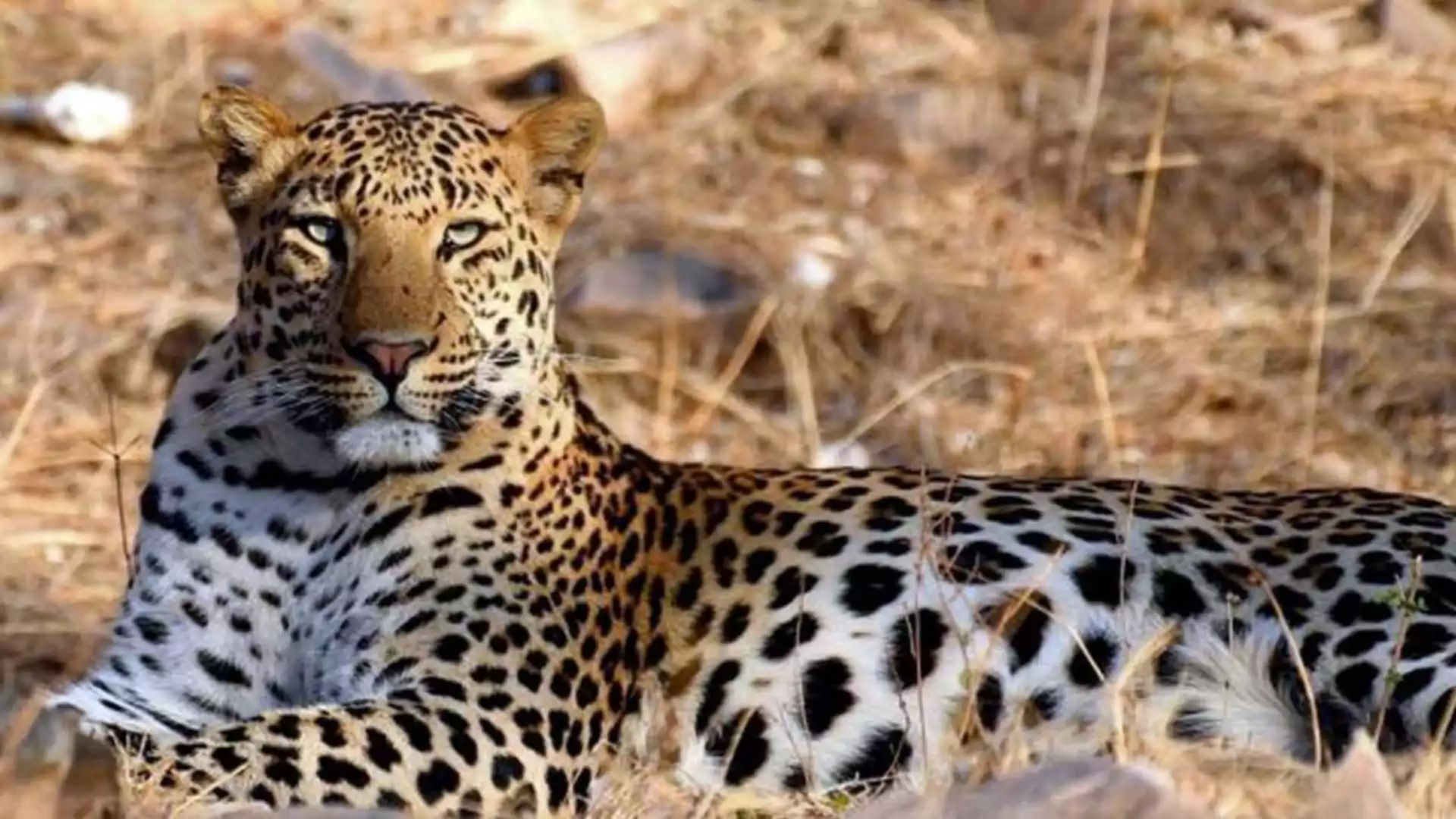 Rajasthan Launches Leopard Census to Address Human-Wildlife Conflicts Amid Rising Leopard Population