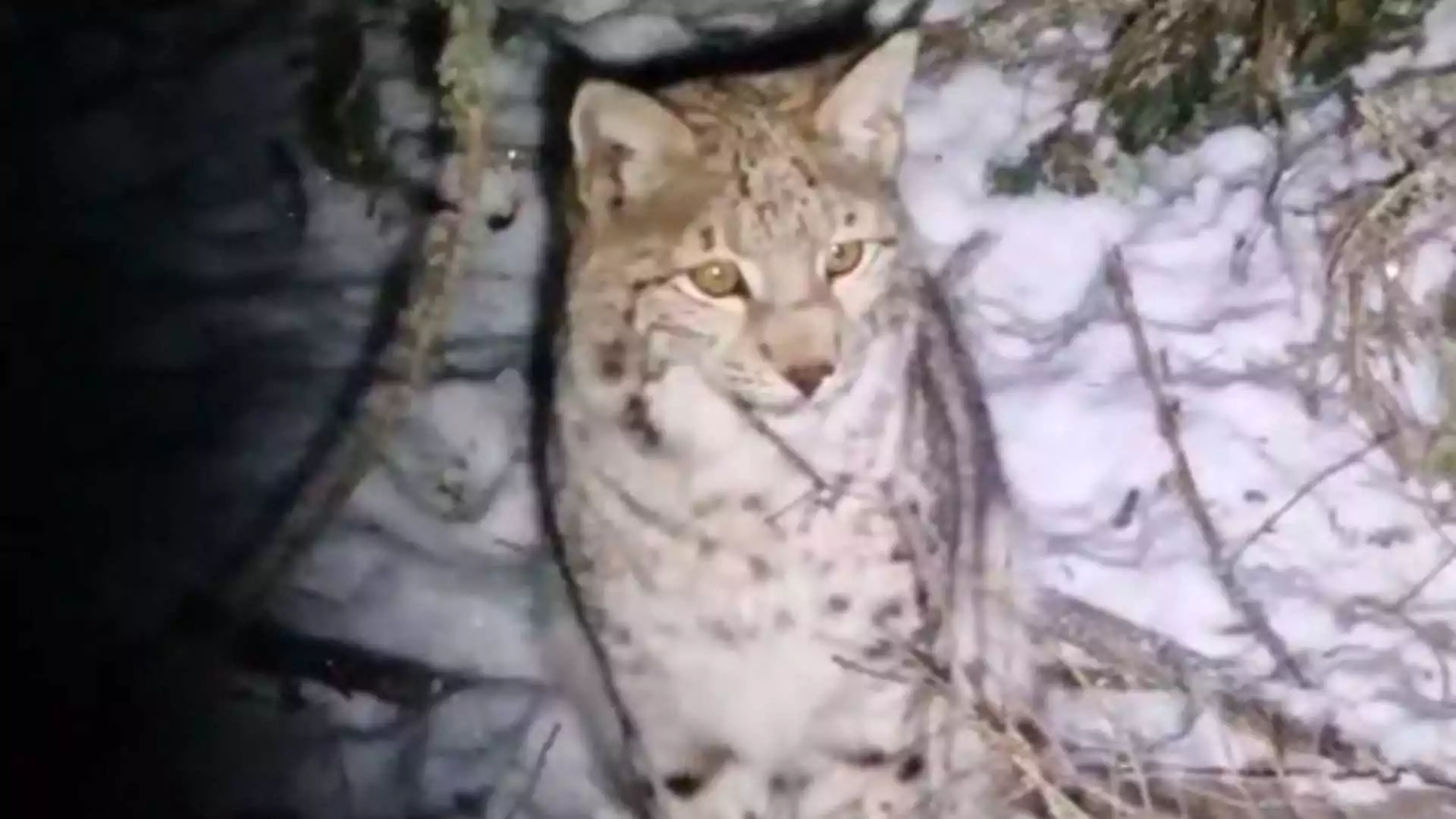 Lynx Found in Scottish Highlands Dies After Illicit Release