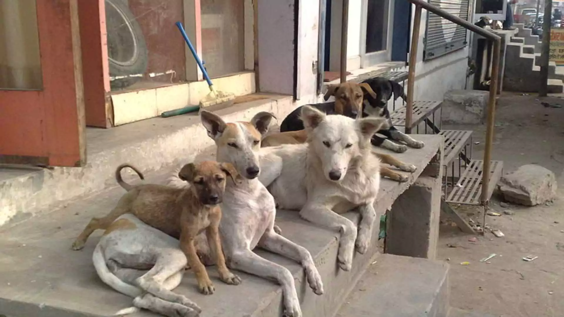 Why Has Morocco Ordered For Mass Killing Of 3 Million Stray Dogs?