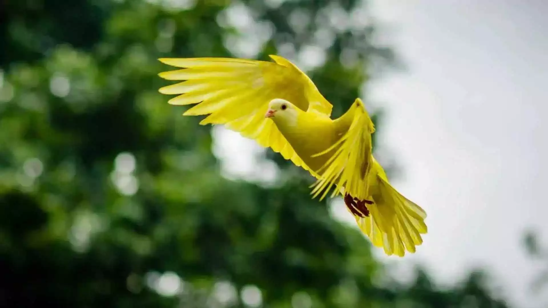 What is National Bird Day? History, Significance And All You Need To Know About It