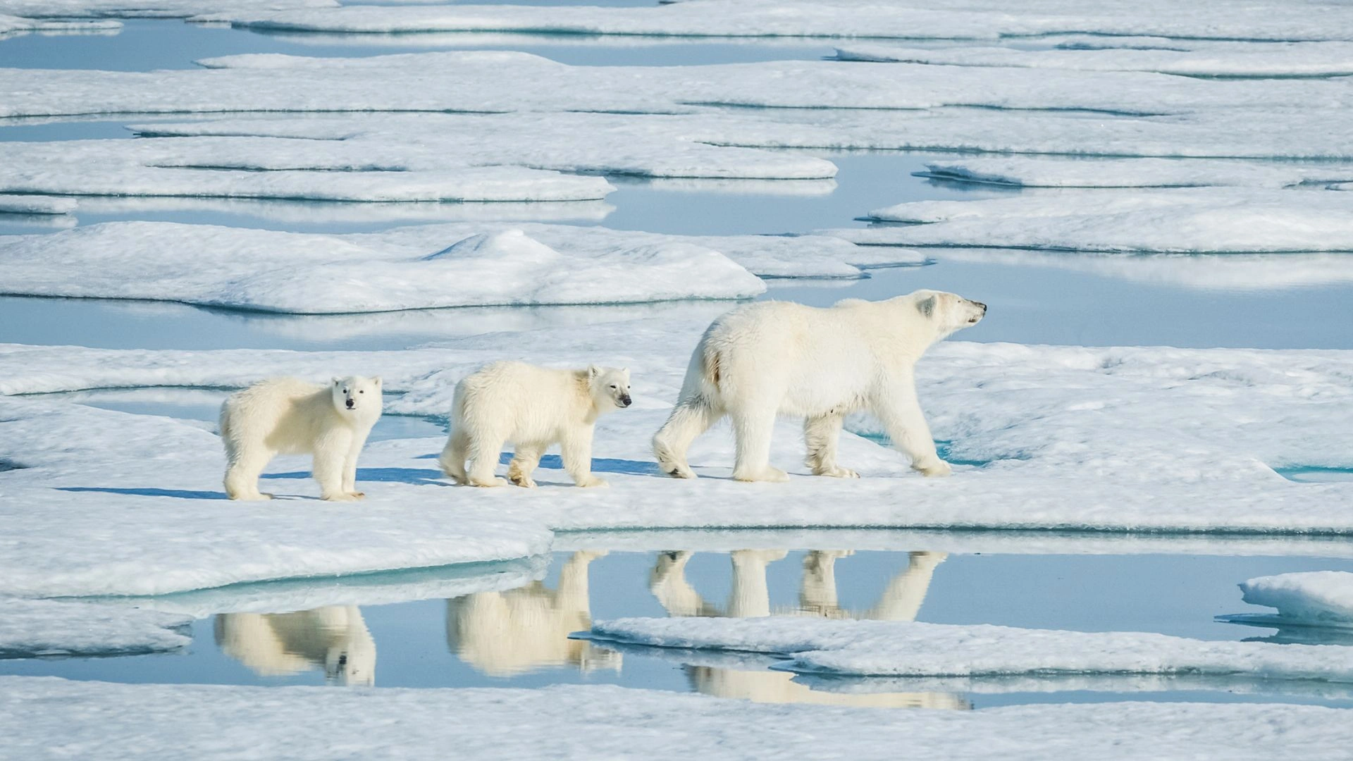 Study Reveals Worldwide Reduction In Genetic Diversity Among 600 Species