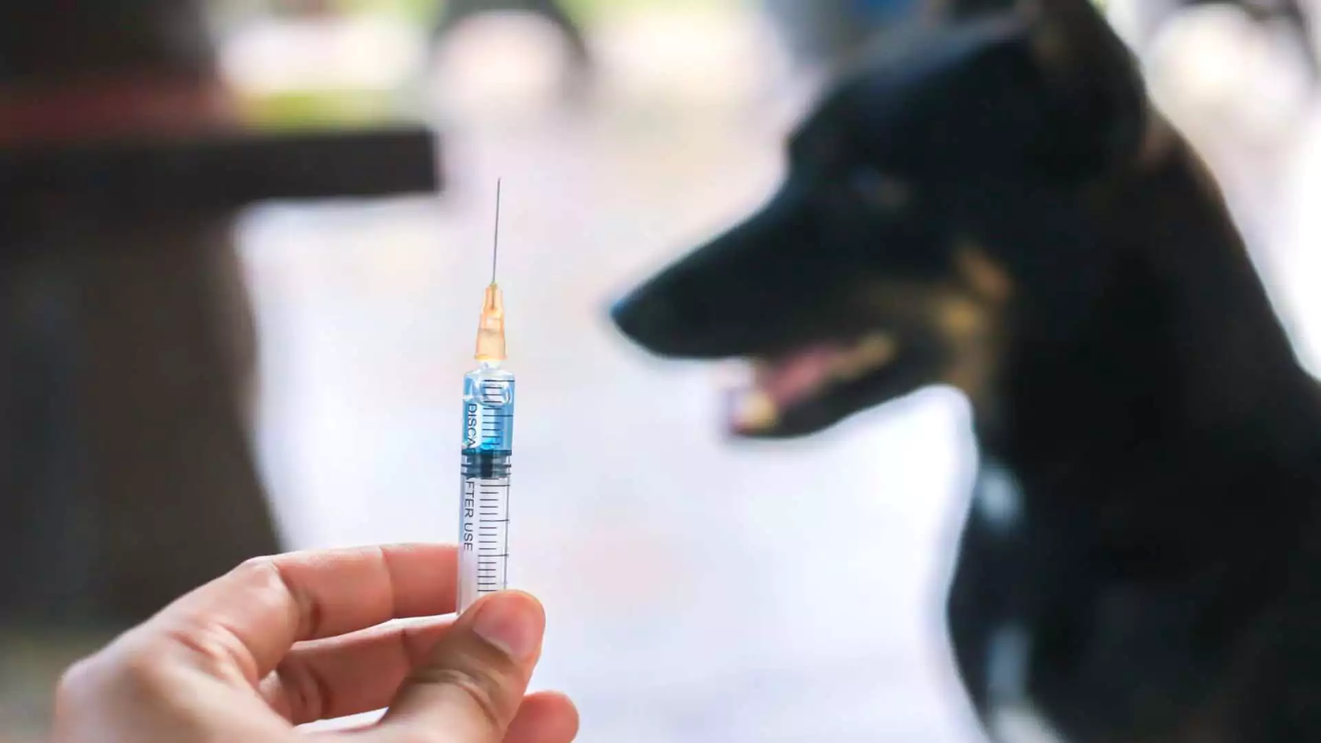 Tamil Nadu Makes Vaccination Available Across All Districts Amid Increased Rabies Deaths