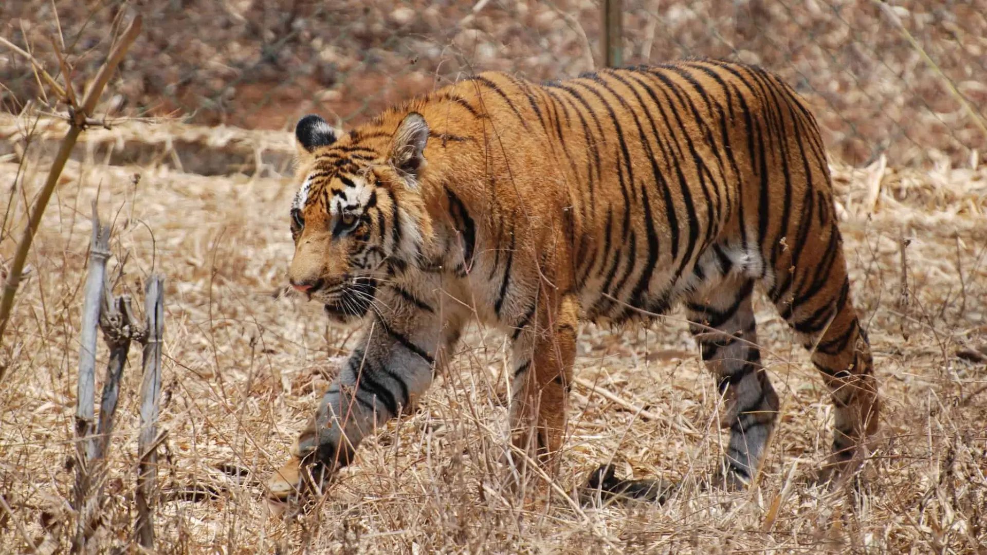 Three People Injured In Tiger Attack in Rajasthan’s Dausa