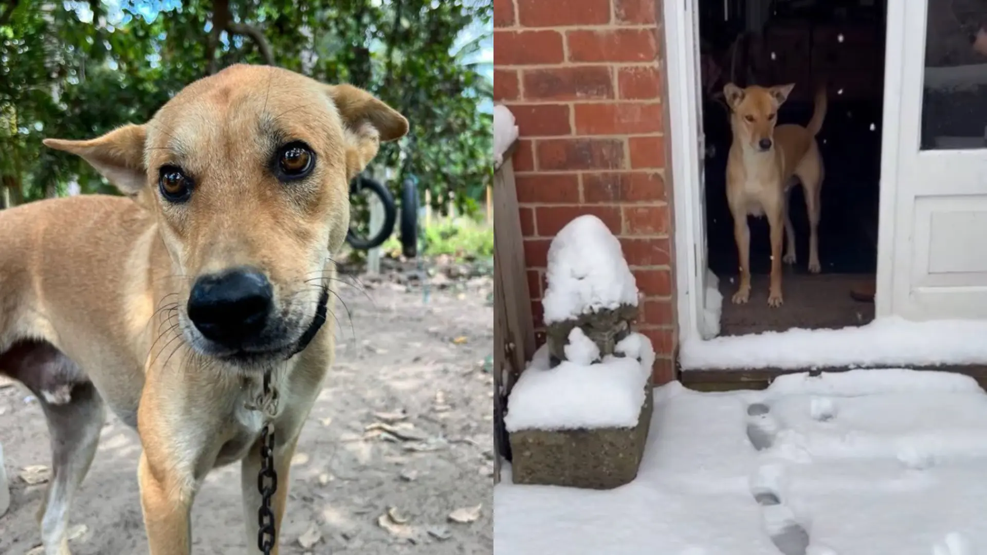 Heartwarming: Thai Rescue Dog Experiences Snow For The First Time