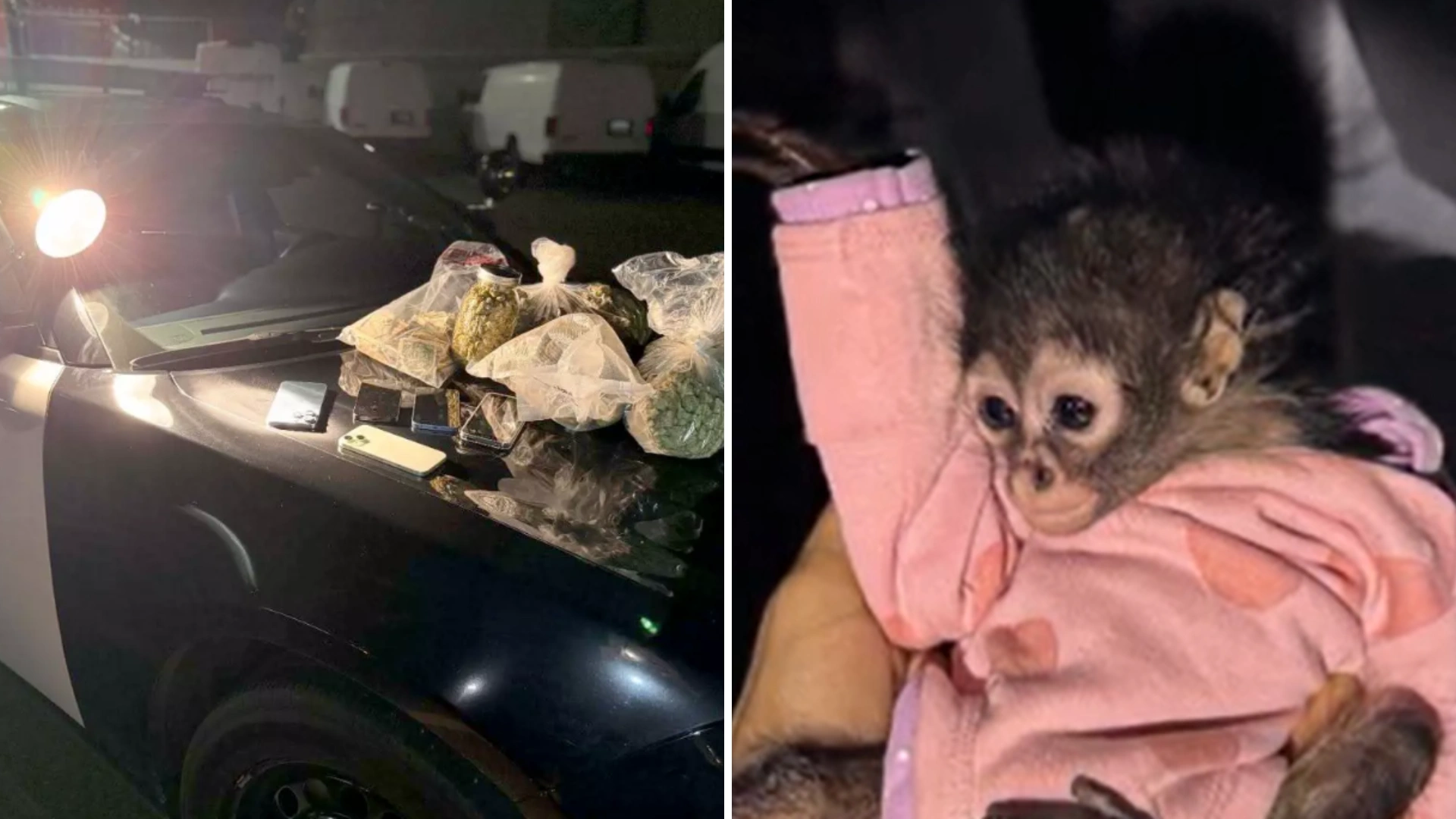 Baby Spider Monkey, Weed Containers, Five Cellphones Detained From A Rolls Royce During Traffic Stop