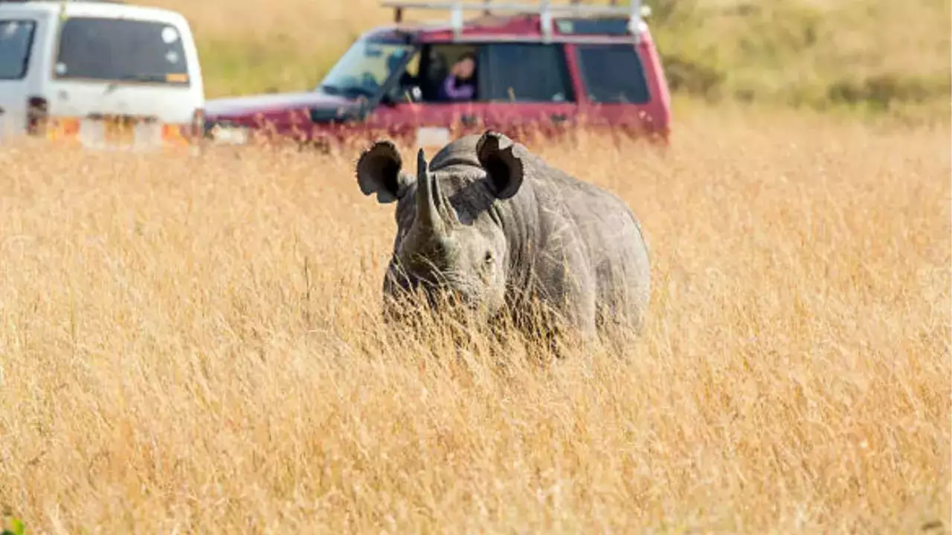 Viral Video Shows Mother-Daughter Duo Falling From Jeep Near One-Horned Rhinos, Escaping Death By A Narrow Margin