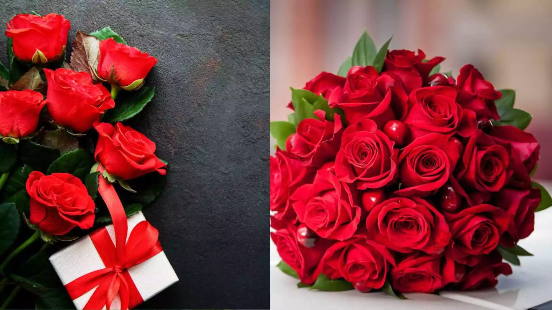 Valentine’s Week 2025: The Significance Of Rose Day And Why It’s Celebrated?