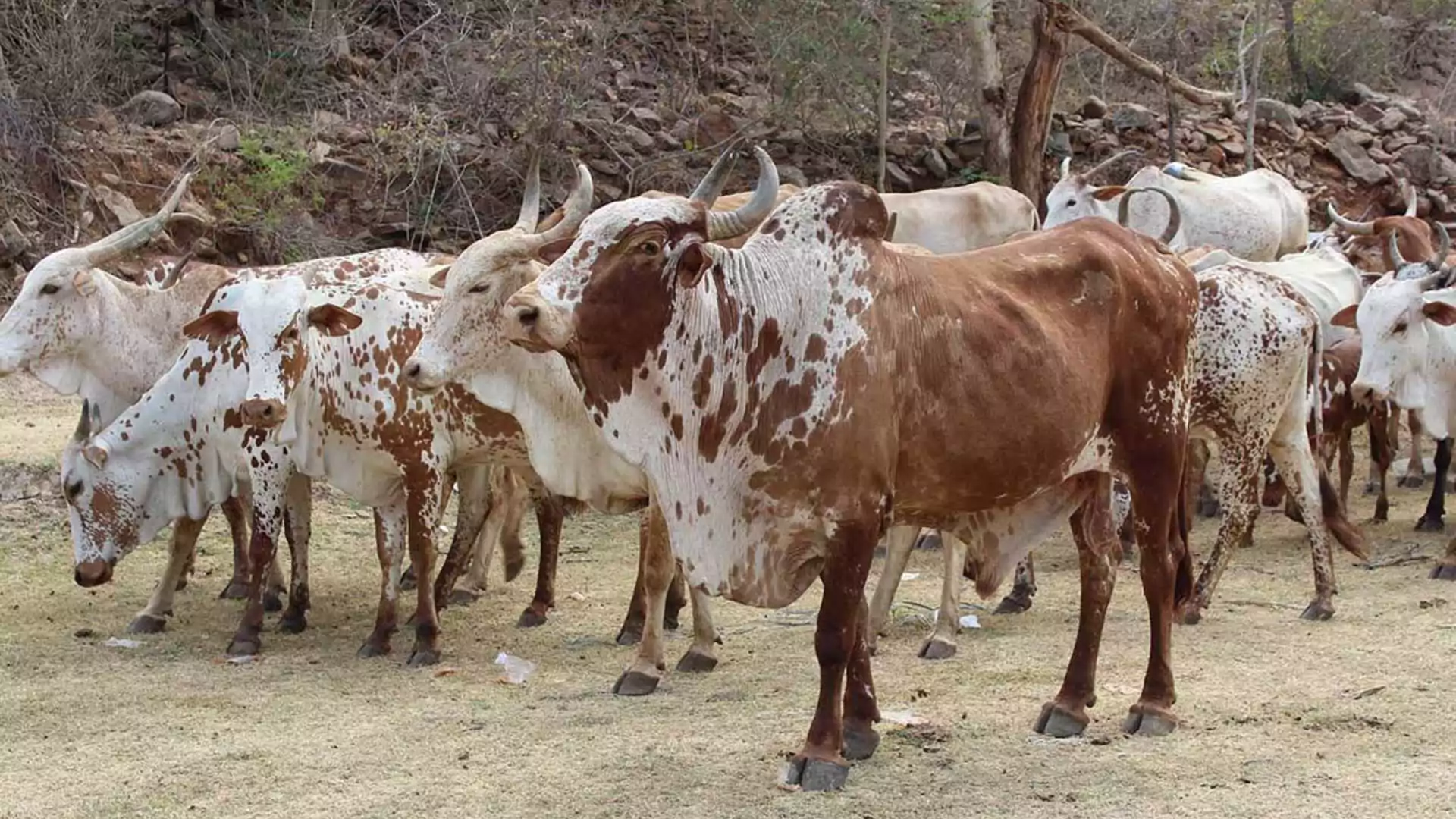 Caught On Cam: Man Saves Cow From A Dirty Drainage; Internet Loves It