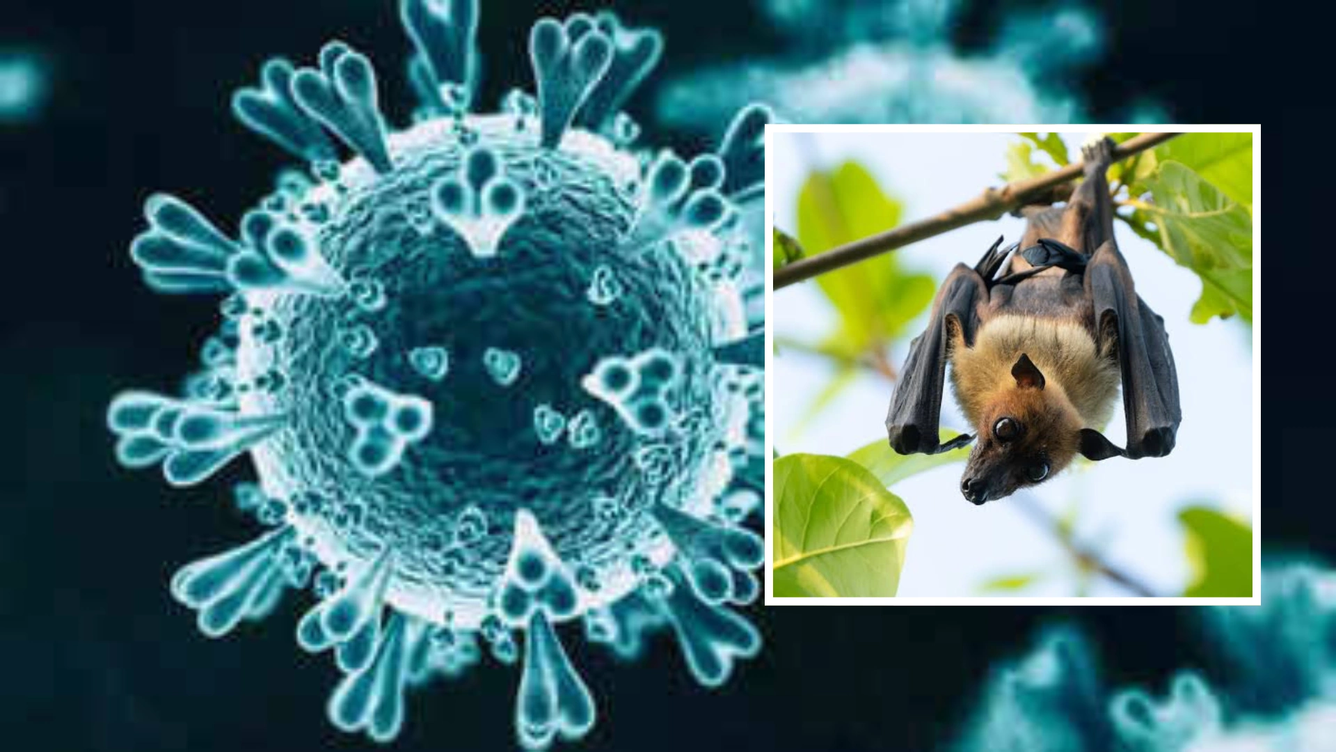 Nipah Virus Alert in Kerala As 5 High-Risk Districts Identified: Here Are Symptoms And Preacautionary Measures