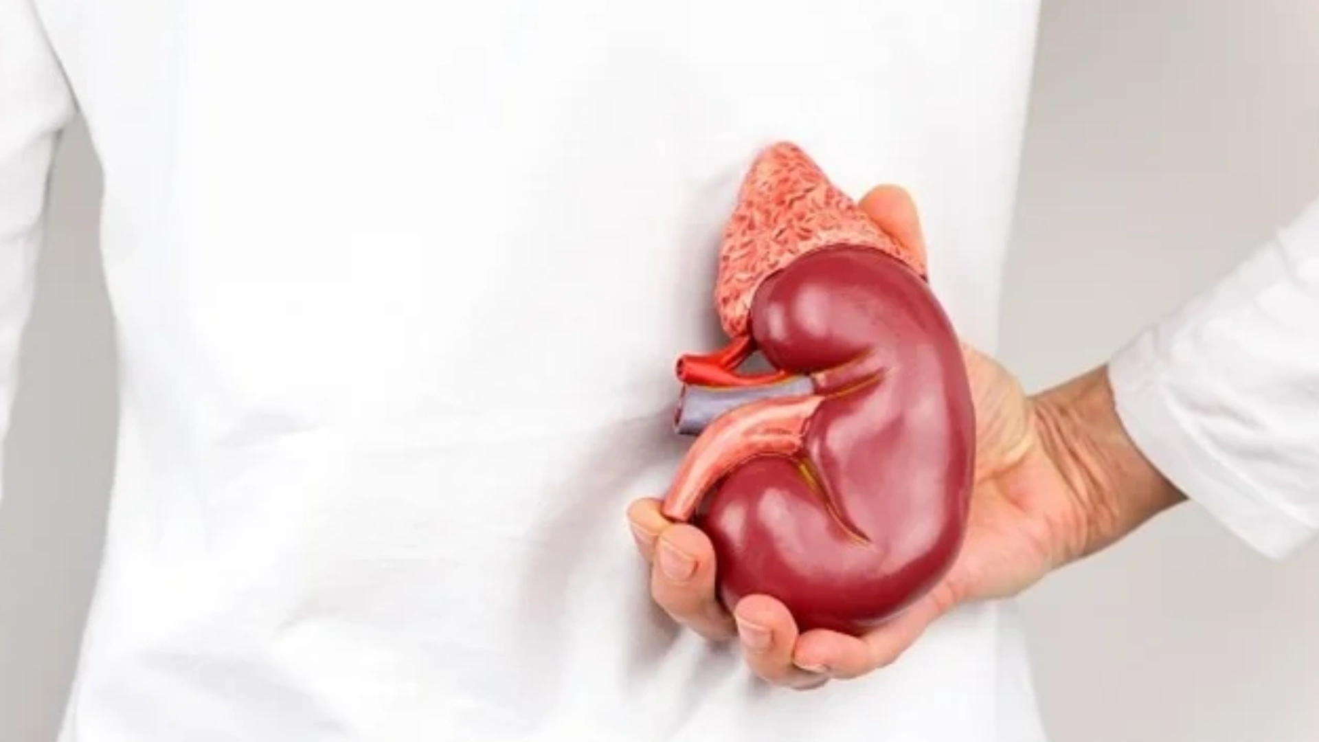 World Kidney Day 2025: How Long Can A Man Survive On One Kidney?